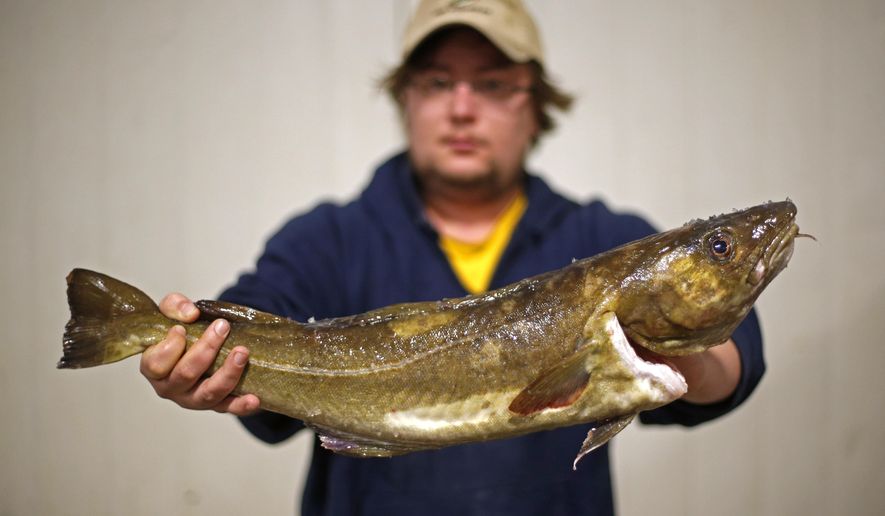 A cod that will be auctioned off is held by Codie Small at the Portland Fish Exchange, Thursday, Oct. 29, 2015, in Portland, Maine. Portland&#39;s Gulf of Maine Research Institute is announcing a major breakthrough in climate and fisheries science. A study published in the journal Science indicates cod, which have collapsed off of New England, are declining because of warming oceans. (AP Photo/Robert F. Bukaty)