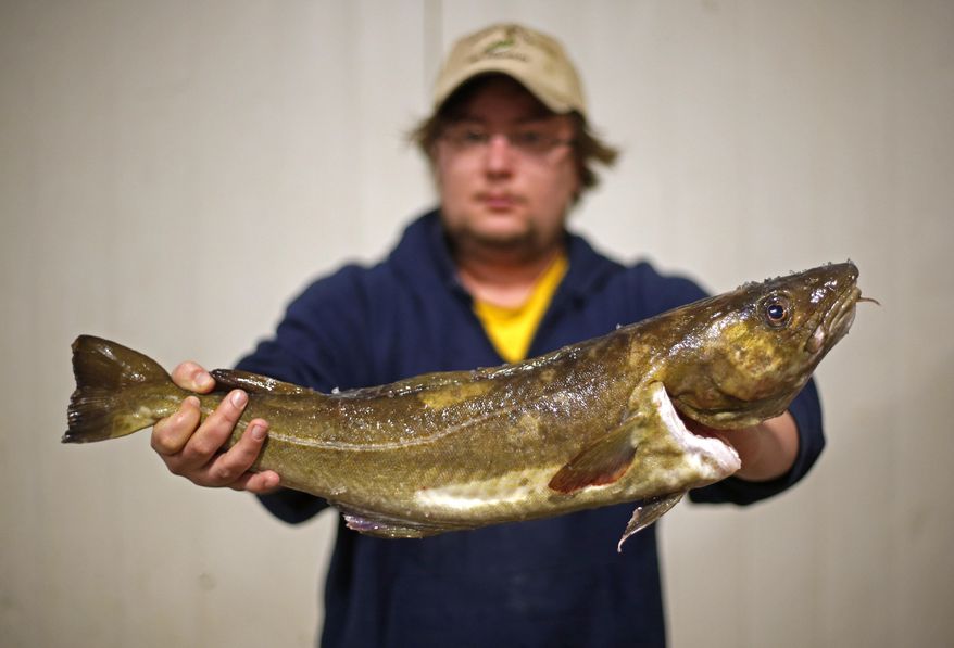 A cod that will be auctioned off is held by Codie Small at the Portland Fish Exchange, Thursday, Oct. 29, 2015, in Portland, Maine. Portland's Gulf of Maine Research Institute is announcing a major breakthrough in climate and fisheries science. A study published in the journal Science indicates cod, which have collapsed off of New England, are declining because of warming oceans. (AP Photo/Robert F. Bukaty)