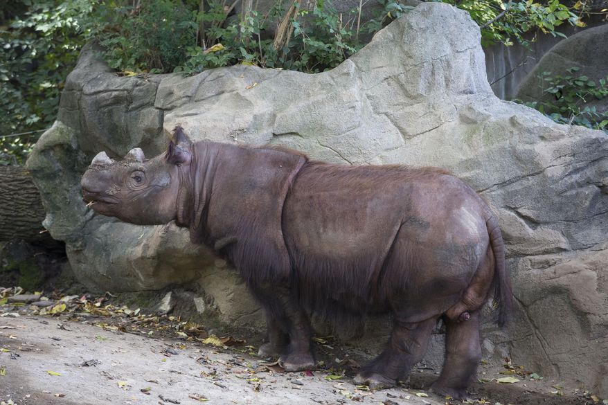 Harapan, a Sumatran Rhino, roams his enclosure on his last day of viewing at the Cincinnati Zoo and Botanical Gardens, Thursday, Oct. 29, 2015, in Cincinnati. A zoo official informs The Associated Press that the 8-year-old male, Harapan began the air, land and sea journey back to its ancestral southeast Asian homeland Friday afternoon. The trip is expected to take some 50 hours before the rhino reaches an Indonesian sanctuary. (AP Photo/John Minchillo)