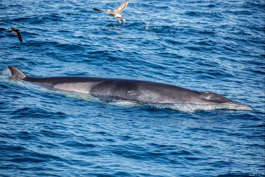 This Friday, Oct. 30, 2015, photo courtesy of Facebook.com/SlaterMoorePhotography and newportwhales.com, shows an entangled humpback whale off the Southern California coast, during a whale watching trip in Long Beach. Calif. Rescuers will try again Saturday, Oct. 31, to remove more than 100 feet of fishing line from an entangled humpback whale that has been moving south along the Southern California coast. (Slater Moore Photography via AP) NO SALES; MANDATORY CREDIT