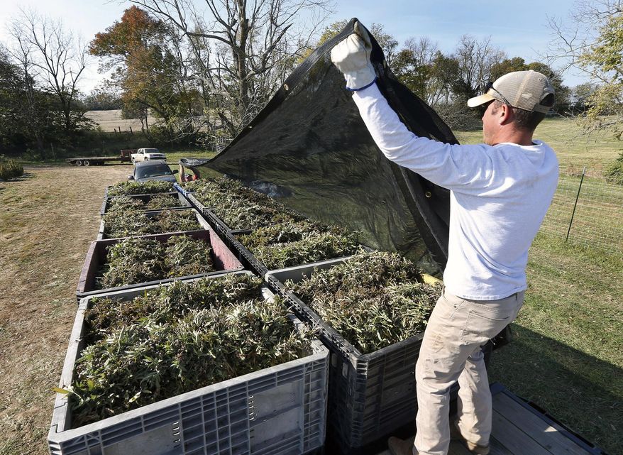 ADVANCE FOR WEEKEND EDITIONS OCT. 31-NOV. 1 - In this Thursday, Oct. 22, 2015 photo, Keenan Wiley covers several bins of hemp that had just been harvested on Andy Graves farm near Winchester, Ky. GenCanna, which moved to Kentucky from Canada to focus on hemp, harvested the 27 acres of hemp grown this year in Winchester and processed it to produce a kind of powder they plan to sell to companies that want to put hemp in nutritional supplements. (Charles Bertram/Lexington Herald-Leader via AP) MANDATORY CREDIT