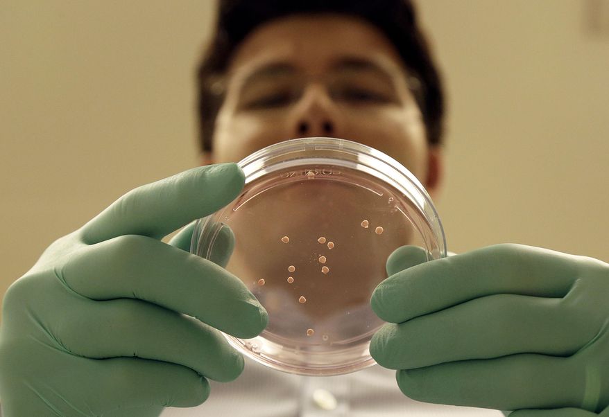 Dr. Sergiu Pasca, a neuroscientist, holds a sample of cortical spheroids while posing for photos in his lab at Stanford University in Palo Alto, Calif., on Friday, Oct. 2, 2015. Scientists say the technology holds great potential for studying the roots of diseases like autism and schizophrenia, testing possible treatments and tackling basic questions about evolution. (AP Photo/Jeff Chiu)