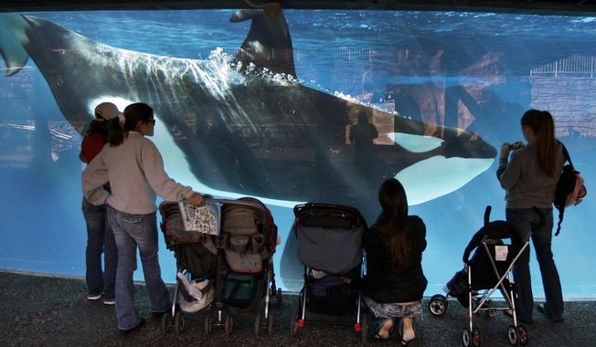 FILE - In this Nov. 30, 2006, file photo, people watch through the glass as a killer whale passes by while swimming in a display tank at SeaWorld in San Diego. Rep. Adam Schiff (D-CA) announced Friday, Nov. 6, 2015, plans to introduce the Orca Responsibility and Care Advancement Act, a proposed federal legislation that aims to phase out the captivity of killer whales by banning breeding, importing and exporting the animals for public display to ensure that orcas now at aquatic parks such as SeaWorld are the last ones and that when they die, none will replace them. The bill also would ban taking any whales from the wild. (AP Photo/Chris Park, File)