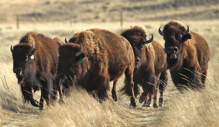 Бизоны спортивные. Бизоны в Северной Америке. Прерии Америки Бизон. Yellowstone Buffalo Herd. Дикие бизоны Америки стадо.