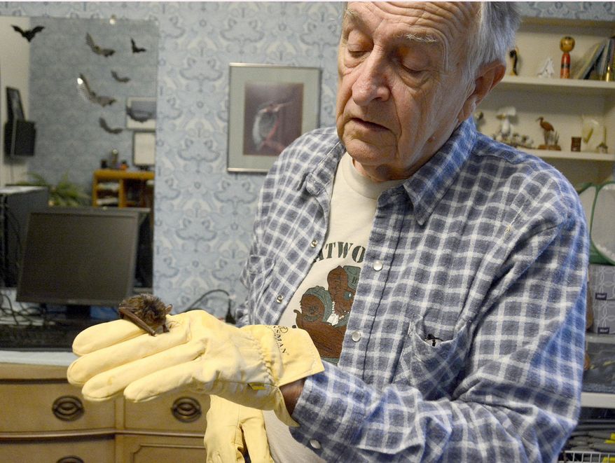 In a Thursday, Nov. 5, 2015 photo, a young silver-haired bat rests on Bob Walton's hand at his home in Fort Wayne, Ind. Walton, who is known for his work rehabbing raptors, has been rehabbing bats as well. (Ellie Bogue/News-Sentinel via AP)
