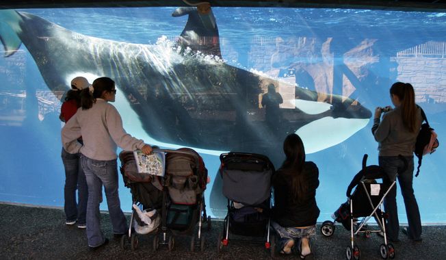 In this Nov. 30, 2006, file photo, people watch through glass as a killer whale swims by in a display tank at SeaWorld in San Diego. A SeaWorld executive says orca shows at the company&#x27;s San Diego park will end by 2017. CEO Joel Manby cited customer feedback as the reason for the move in an announcement Monday, Nov. 9, 2015, to investors. Manby said the park would offer a different kind of orca experience and focus on the animal&#x27;s natural setting and behaviors. (AP Photo/Chris Park, File)