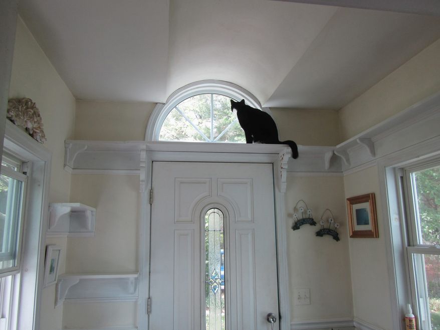 This photo provided by Tarcher Perigee shows Dash the kitten who has a space to himself, away from the home’s three dogs in the book, "Catify to Satisfy: Simple Solutions for Creating a Cat-Friendly Home by Jackson Galaxy and Kate Benjamin. Whether it's a new kitten, an older rescue or an addition to your cat family, choosing just the right gear and tweaking your home is key to keeping felines safe, sane and stimulated. (Poaulinka de Rochemont/Tarcher Perigee via AP)