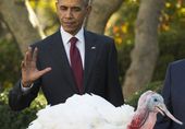 Obama Thanksgiving.JPEG-0df25.jpg