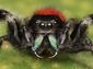 SPIDER.jpg