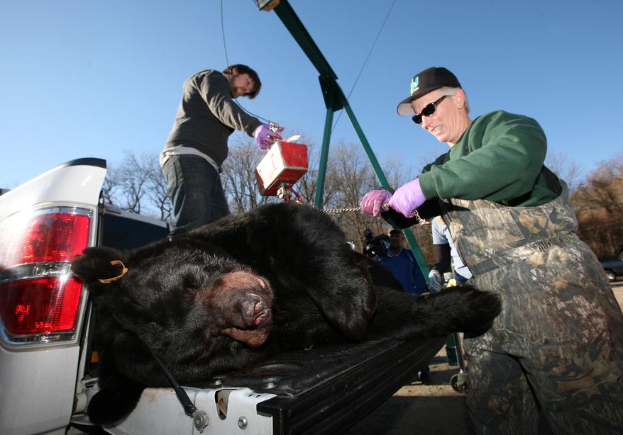 Kim Tinnes, wildlife service technician, right, takes measurements of a 658.5 pound black bear at the Whittingham Wildlife Management Area bear check-in station during the first day of the annual black bear hunt in Fredon Township, N,J., Monday, Dec. 7, 2015. (Daniel Freel/The New Jersey Herald via AP) MANDATORY CREDIT