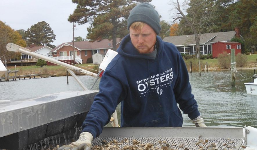 Virginia Gov. Terry McAuliffe inaugurated the Virginia Oyster Trail on Nov. 9 in the town of Irvington. The trail consists of 250 miles of restaurants, raw bars, oyster fields and wineries. (Corinna Lothar/Special to the Washington Times)