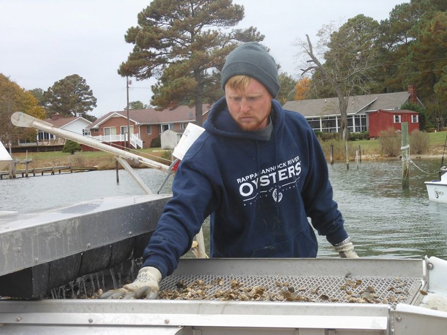Virginia Gov. Terry McAuliffe inaugurated the Virginia Oyster Trail on Nov. 9 in the town of Irvington. The trail consists of 250 miles of restaurants, raw bars, oyster fields and wineries. (Corinna Lothar/Special to the Washington Times)