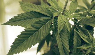 Marijuana plants grow at LifeLine Labs in Cottage Grove, Minn. (Associated Press)