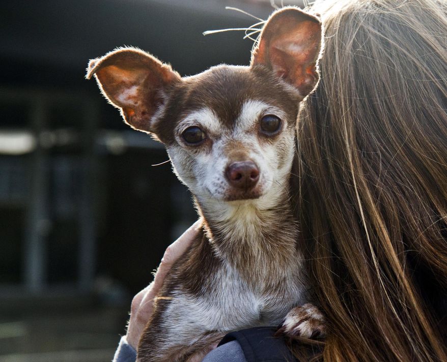 This July 20, 2013 photo provided by the Best Friends Animal Society shows Kringle at his adoptive home in the Mission Hills area of Los Angeles. (Sarah Ause Kichas/Best Friends Animal Society via AP)