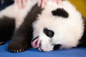 national_zoo_panda_.jpeg