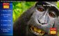 12212015_monkeyselfie8201.jpg