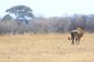endangered_lions.jpeg