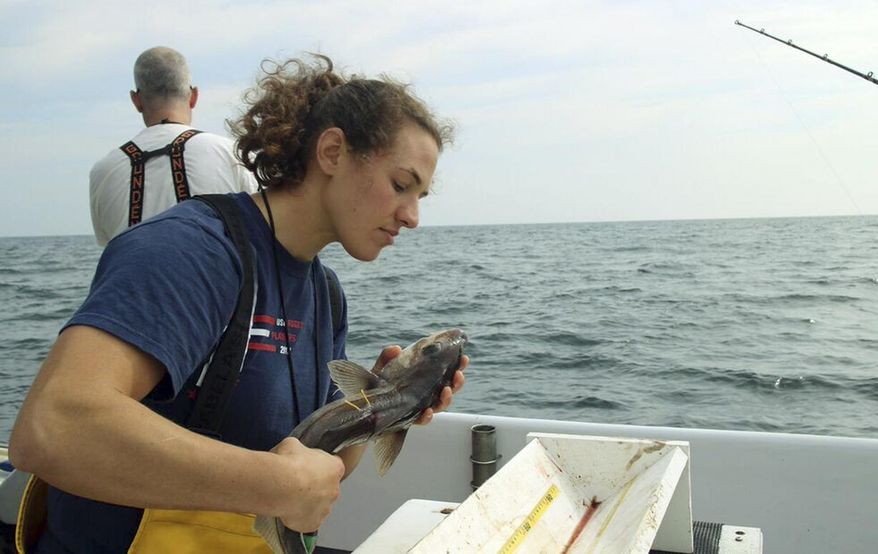 In this July 9, 2015, photo, provided by the New England Aquarium, aquarium research technician Emily Jones evaluates the condition of a haddock as part of a study about the mortality of discarded fish, on Jeffreys Ledge off the coast of New Hampshire. Scientists are working with New England fishermen to determine the percentage of fish such as haddock, cod and cusk that survive after they are tossed overboard. (Emily Bauernfeind/New England Aquarium via AP)