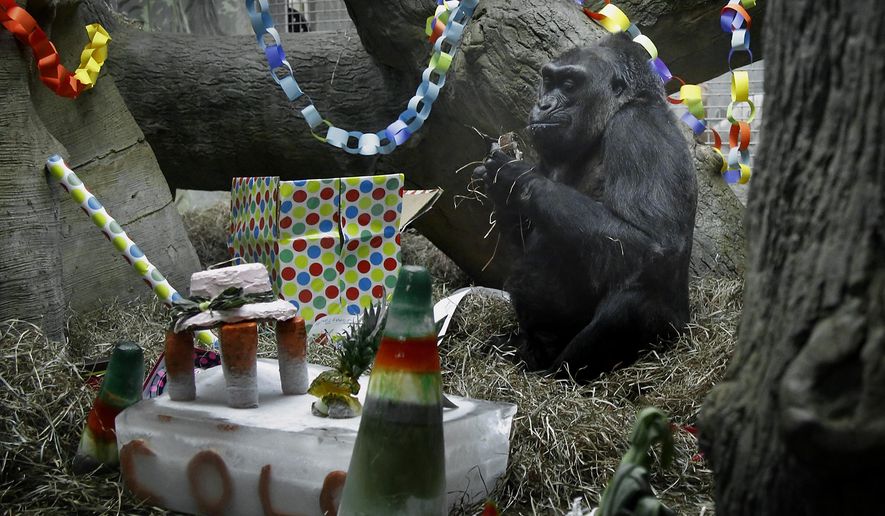 Colo, who officials say is the oldest known gorilla living in a zoo, sits in her enclosure during her 59th birthday party at the Columbus Zoo and Aquarium, Tuesday, Dec. 22, 2015, in Powell, Ohio. (Tom Dodge/The Columbus Dispatch via AP) MANDATORY CREDIT