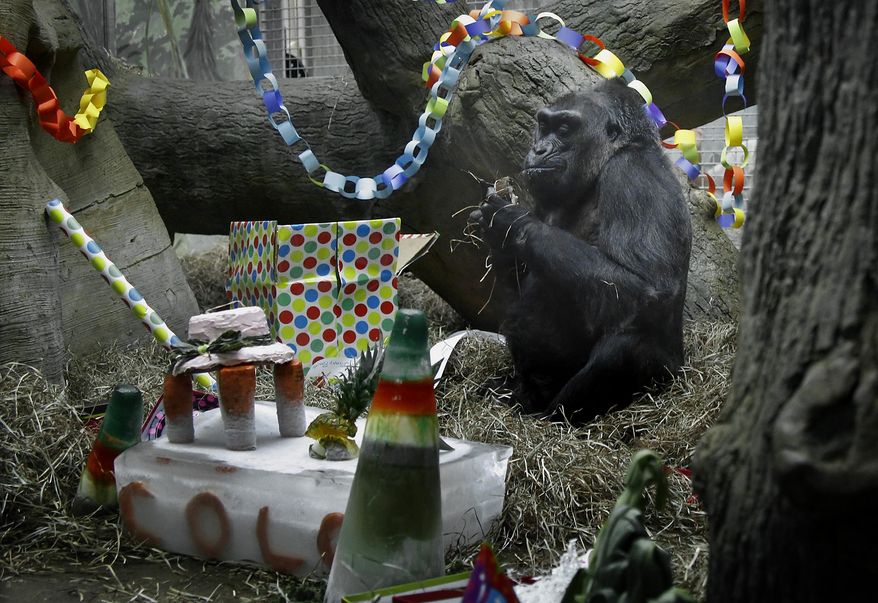 Colo, who officials say is the oldest known gorilla living in a zoo, sits in her enclosure during her 59th birthday party at the Columbus Zoo and Aquarium, Tuesday, Dec. 22, 2015, in Powell, Ohio. (Tom Dodge/The Columbus Dispatch via AP) MANDATORY CREDIT