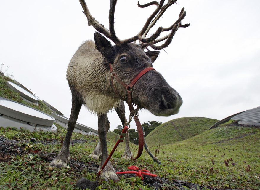 In this Nov. 23, 2010 photo, a reindeer grazes on the living roof of the California Academy of Sciences in San Francisco. In a scholarly paper published Monday, Dec. 21, 2015, anthropology professor Nathaniel Dominy of Dartmouth College in Hanover, N.H., explores how the unique properties of reindeer eyes, including reflective tissue that changes color according to the season and the ability to see ultraviolet light, might explain the advantage of Rudolph's glowing red nose. (AP Photo/Eric Risberg, File)