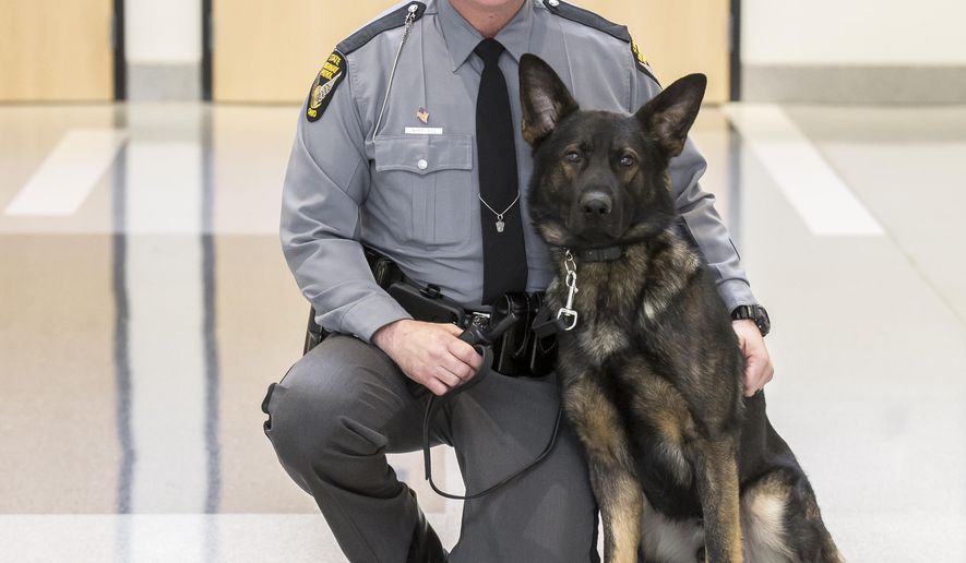 This photo provided by the Ohio State Highway Patrol shows the agency's new K-9, Fox, and its handler, Trooper Jeremy Wheeland of Piqua, at the patrol academy in Columbus, Ohio, Tuesday, Dec. 22, 2015. The State Highway Patrol in Ohio has switched to buying and training its own canines instead of using a contractor, and the program's first graduate is Fox, an 18-month-old male German Shepherd. (Ohio State Highway Patrol via AP)