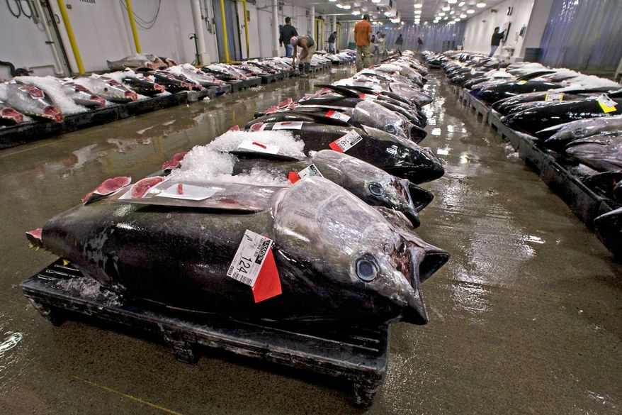 FILE - In this May 12, 2009, file photo, bigeye tuna line the floor of the United Fishing Agency's auction house in Honolulu. A federal judge has ruled longline fishermen in Hawaii may continue catching more bigeye tuna, or ahi, than the maximum set by international regulators. U.S. District Judge Leslie Kobayashi on Wednesday, Dec. 23, 2015, issued a ruling rejecting environmental groups' claims that the extra fishing is illegal. (AP Photo/Eugene Tanner, File)