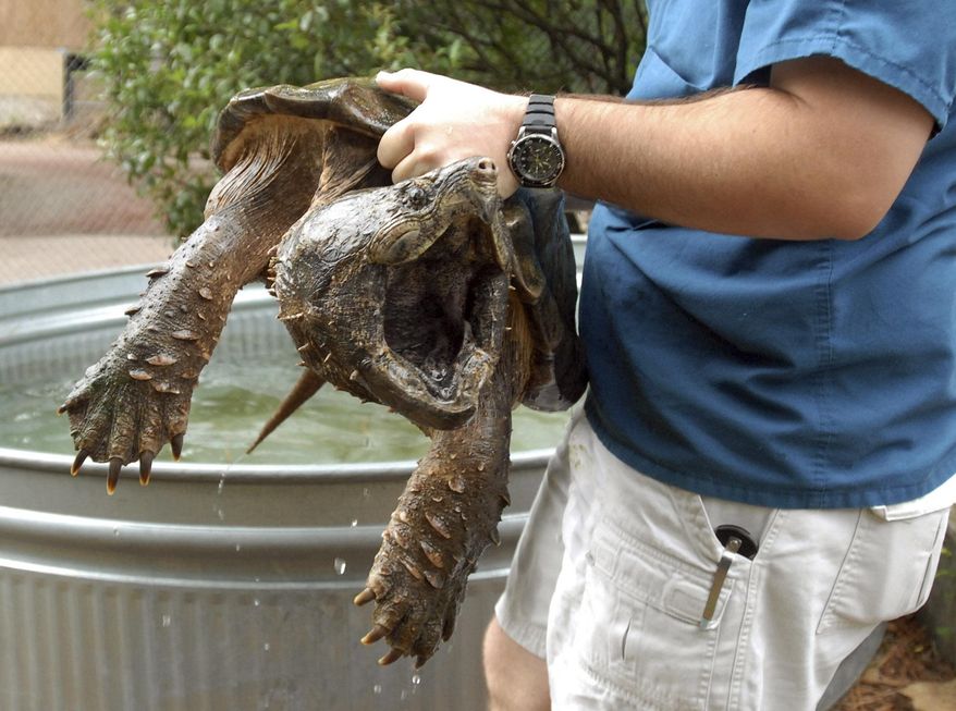 FILE - In this Wednesday, July 9, 2007, file photo, a zookeeper carries a 55-pound alligator snapping turtle for transport from the zoo in Birmingham, Ala. to the Warrior River. The turtle was released back to the wild after being treated and having a fishing hook removed from its throat. An environmental group says it will sue unless the federal government sets a deadline for deciding whether to protect alligator snapping turtles under the Endangered Species Act. (Joe Songer/AL.com via AP, File) MAGS OUT; MANDATORY CREDIT