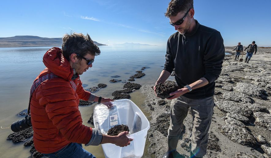 Tim Lee, left, an exhibit designer with the Natural History Museum gathers microbialites with geologist Mike Vanden-Berg along the shores of The Great Salt Lake, Nov. 16, 2015. The small rock like structures formed by cyanobacteria, offer a glimpse of what the Earth was like for its first 3 billion years. (Francisco Kjolseth/The Salt Lake Tribune via AP) LOCAL STATIONS OUT; MAGS OUT; DESERET NEWS OUT; MANDATORY CREDIT