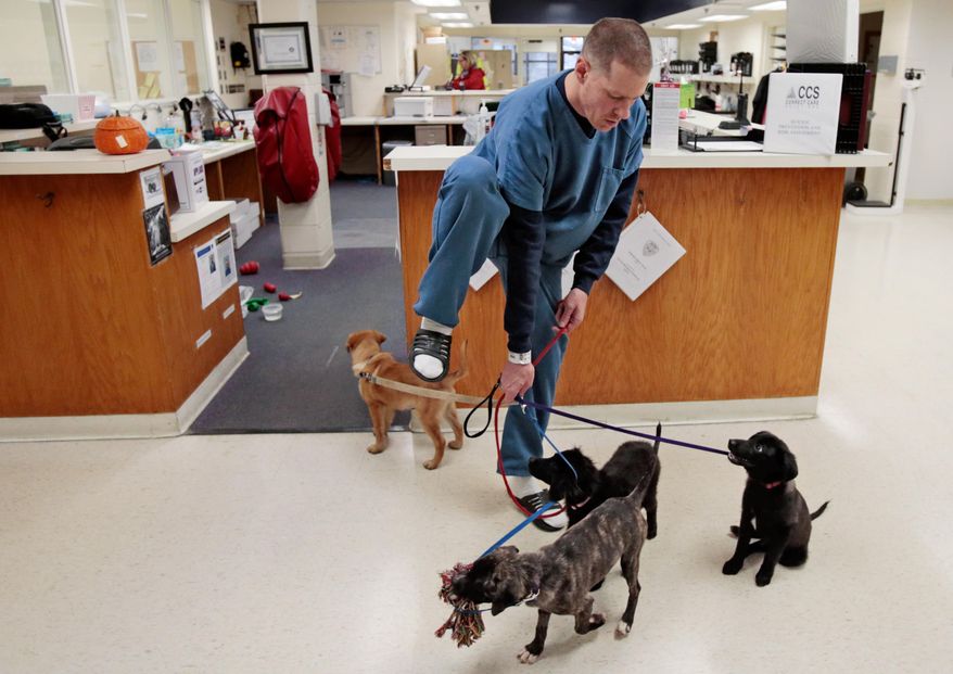 In this Wednesday, Nov. 18, 2015 photo, jail inmate Jeff Ulleweit, 48, of Chicago, attempts to keep from getting his legs tangled with four leashes while preparing to take "Kenobi," from left, "Diamond," "Nina" and "Driver" outside for relief at the Ferris Center in Madison, Wis. Jail inmates in Madison train dogs stuck in shelters to help them find permanent homes. (M.P. King/Wisconsin State Journal via AP) MANDATORY CREDIT