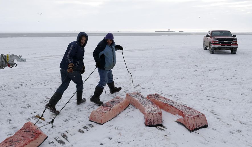 FILE - In this Oct. 7, 2014 file photo, men haul sections of whale skin and blubber, known as muktuk, as a bowhead whale is butchered in a field near Barrow, Alaska. The environment is changing and the Inuit, who consider themselves a part of it, want measures taken to protect their culture. (AP Photo/Gregory Bull, File)