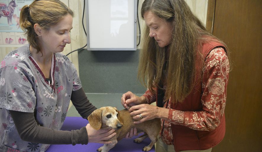ADVANCE FOR WEEKEND EDITIONS, JAN. 3-4- In this photo taken on Dec. 16, 2015, veterinary technician Miranda Connell, left, holds Chance as associate vet Caroline Arrott inserts needles into his back at Big Goose Veterinary Clinic, in Sheridan, Wyo. Chance’s owners took him in to have chiropractic and acupuncture therapy after the miniature doxen developed problems with his back. (Justin Sheely /Sheridan Press via AP) MANDATORY CREDIT
