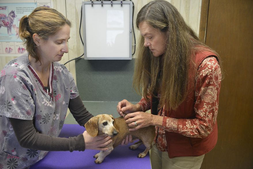 ADVANCE FOR WEEKEND EDITIONS, JAN. 3-4- In this photo taken on Dec. 16, 2015, veterinary technician Miranda Connell, left, holds Chance as associate vet Caroline Arrott inserts needles into his back at Big Goose Veterinary Clinic, in Sheridan, Wyo. Chance’s owners took him in to have chiropractic and acupuncture therapy after the miniature doxen developed problems with his back. (Justin Sheely /Sheridan Press via AP) MANDATORY CREDIT