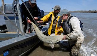 In this 2014 photo, rom left, Montana Fish, Wildlife and Parks employees Dave Fuller, Chris Wesolek, and Matt Rugg release a pallid sturgeon after taking blood samples from the fish. U.S. officials will consider an alternative to a dam proposed on the Yellowstone River over worries it could hurt an endangered fish species that dates to the time of dinosaurs, after a judge on Tuesday, Jan. 5, 2016 approved a settlement in a lawsuit over the project. (James Woodcock/The Billings Gazette via AP) MANDATORY CREDIT