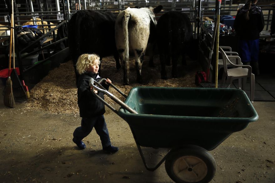 Ben Gruber, 5, of Auburn, Pa. moves a wheelbarrow by his familys' cows Thursday, Jan. 7, 2016, at the Farm Show complex in Harrisburg, Pa. Starting Saturday, thousands of visitors are expected to descend on the state capital for the 100th Pennsylvania Farm Show, a weeklong celebration agriculture and rural life. (AP Photo/Matt Rourke)