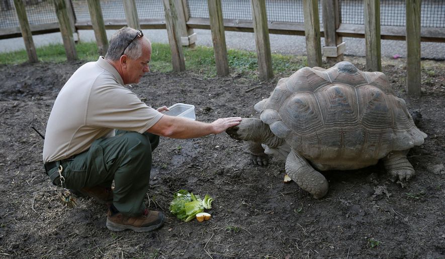 ADVANCE FOR MONDAY JAN. 11 AND THEREAFTER - In a Tuesday, Oct. 13, 2015 photo, keeper Roman Kantorek feeds an aldabra tortoise while on his nightly duties at the Dallas Zoo in Dallas. The 62-year-old Polish immigrant worked at the zoo 23 years before retiring in 2009. But he returned in 2012. (Andy Jacobsohn/The Dallas Morning News via AP)