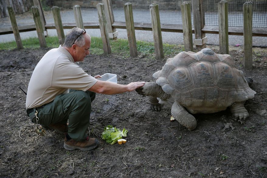 ADVANCE FOR MONDAY JAN. 11 AND THEREAFTER - In a Tuesday, Oct. 13, 2015 photo, keeper Roman Kantorek feeds an aldabra tortoise while on his nightly duties at the Dallas Zoo in Dallas. The 62-year-old Polish immigrant worked at the zoo 23 years before retiring in 2009. But he returned in 2012. (Andy Jacobsohn/The Dallas Morning News via AP)