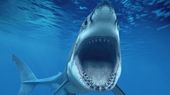 03-Shark.jpg