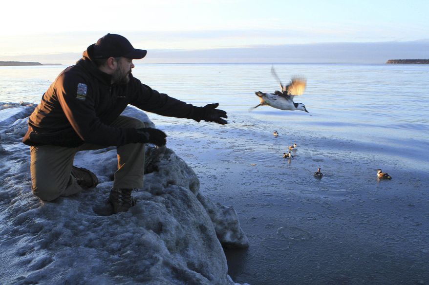 In this Jan. 5, 2016 photo, Guy Runco, director of the Bird Treatment and Learning Center, releases a common murre near the Anchorage small boat harbor in Anchorage, Alaska. The center has treated hundreds of common murres found emaciated along beaches or in inland communities far from the ocean. Thousands of other murres have died of starvation and federal scientists are trying to determine why. (AP Photo/Dan Joling)