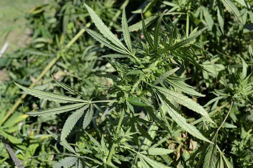 FILE - This Sept. 23, 2014 file photo shows a close-up view of a hemp plant cut down at a University of Kentucky farm near Lexington, Ky. North Dakota state officials this week are deciding who gets to take part in a program in 2016 to test whether industrial hemp could be a viable crop in North Dakota. Seventeen producers applied and 11 of the applications were deemed eligible. An advisory committee on Monday, Jan. 11, 2016, identified its top choices. (AP Photo/Dylan Lovan, File)