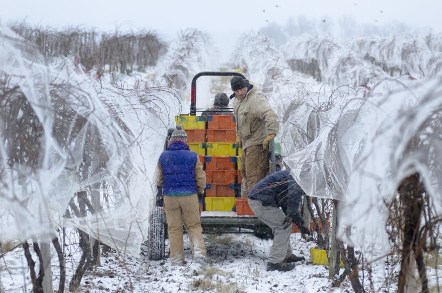 Workers pick up bins of Vidal Blanc grapes harvested during early morning freezing temperatures at Hunt Country Vineyards in Branchport, N.Y., Monday, Jan. 4, 2016. The harvest yields ice wine - a sweeter, heavier and because of the extra work to produce it, often pricier white table wine. (AP Photo/Heather Ainsworth)