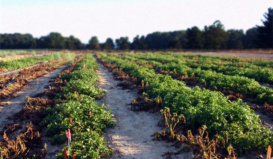 This 2013 photo provided by the J.R. Simplot Co. shows a demonstration field of a new potato, genetically engineered to resist the pathogen that caused the Irish potato famine, at Michigan State University in East Lansing, Mich. In a letter Tuesday, Jan. 12, 2016 to Idaho-based J.R. Simplot Co., the Food and Drug Administration said the potato isn't substantially different in composition or safety from other products already on the market, and it doesn't raise any issues that would require the agency to do more stringent premarket vetting.( J.R. Simplot Co. via AP)