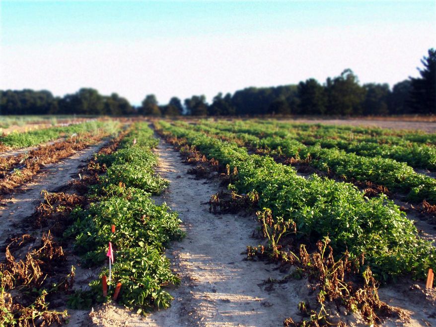 This 2013 photo provided by the J.R. Simplot Co. shows a demonstration field of a new potato, genetically engineered to resist the pathogen that caused the Irish potato famine, at Michigan State University in East Lansing, Mich. In a letter Tuesday, Jan. 12, 2016 to Idaho-based J.R. Simplot Co., the Food and Drug Administration said the potato isn't substantially different in composition or safety from other products already on the market, and it doesn't raise any issues that would require the agency to do more stringent premarket vetting.( J.R. Simplot Co. via AP)
