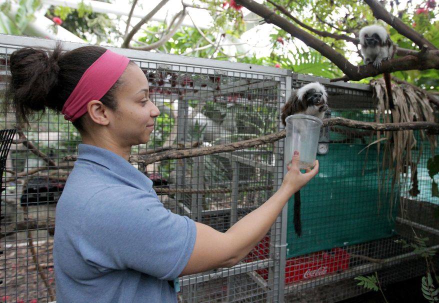 T'Noya Gonzales, a biologist for the Moody Gardens Rainforest Pyramid, offers Gracie, the new Cotton-top Tamarin, treats of grubs and crickets Wednesday, Jan. 6, 2016, during a training session with the rainforest's other Cotton-top Tamarin, Victor. A tamarin is a monkey that is about the size of a squirrel. Wild tamarins reside in tropical parts of Central and South America. The exhibit’s two tamarins can roam throughout the Rainforest Pyramid, which has a one-acre floor and extends upward about 100 feet, but Victor had already set up a section near the bottom as his home territory. After receiving Gracie from a zoo in California Dec. 2, staff spent the next three weeks acclimating her to Victor’s space. (Jennifer Reynolds/The Galveston County Daily News via AP)