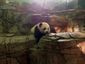 PANDA.jpg