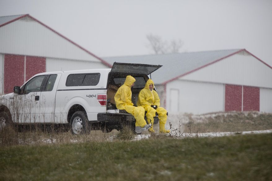 In this Jan. 17. 2016, photo, workers wearing contamination suits are driven to turkey houses on a farm along North Hickory Grove Road in Dubois, Ind. Frigid temperatures are hampering efforts to euthanize turkeys at several southwestern Indiana farms where a strain of bird flu was found last week, freezing the hoses used to spread a foam that suffocates the affected flocks, a spokeswoman for a state agency said Monday, Jan 18. (Sarah Ann Jump/The Herald via AP) MANDATORY CREDIT