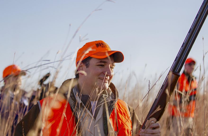 FILE - In this Oct. 26, 2013 file photo, Sen. Ted Cruz, R-Texas, walks through tall grass during a pheasant hunt hosted by Rep. Steve King, R-Iowa, in Akron, Iowa. Cruz has made the defense of Second Amendment rights a cornerstone of his presidential campaign, touting his past legal work fighting against gun control laws. (AP Photo/Nati Harnik)