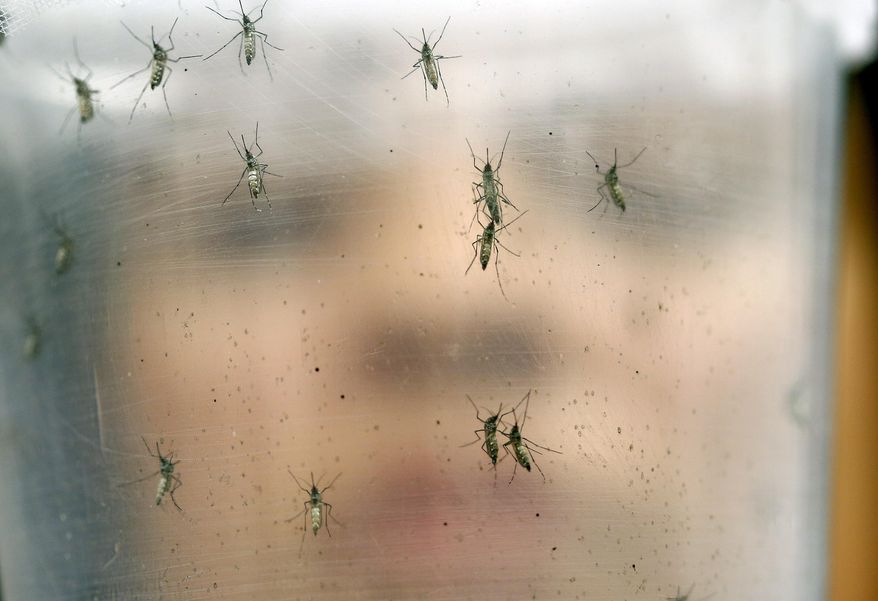 A researcher holds a container with female Aedes aegypti mosquitoes at the Biomedical Sciences Institute in the Sao Paulo&#39;s University, in Sao Paulo, Brazil, Monday, Jan. 18, 2016. The Aedes aegypti is a vector for transmitting the Zika virus. The Brazilian government announced it will direct funds to a biomedical research center to help develop a vaccine against the Zika virus linked to brain damage in babies. (AP Photo/Andre Penner)