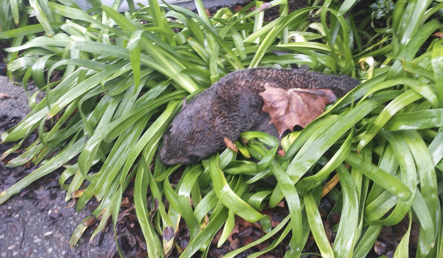 This photo provided by the Marine Mammal Center shows an emaciated baby northern fur seal that was found in some bushes Wednesday, Jan. 20, 2016, at a business park in Hayward, Calif. Hayward police said that the dehydrated and malnourished seal was found after someone called about the pup around 6 a.m. Wednesday. Police say the seal somehow got out of the water, crossed busy Interstate 880 and found its way to the bushes. The Marine Mammal Center in Sausalito picked up the animal, which they hope to nourish and send back into the wild as soon as possible. (Marine Mammal Center via AP)