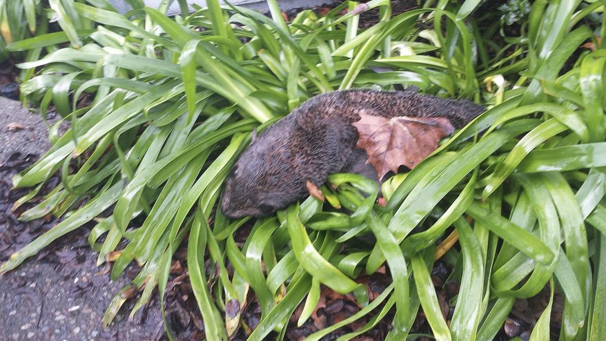This photo provided by the Marine Mammal Center shows an emaciated baby northern fur seal that was found in some bushes Wednesday, Jan. 20, 2016, at a business park in Hayward, Calif. Hayward police said that the dehydrated and malnourished seal was found after someone called about the pup around 6 a.m. Wednesday. Police say the seal somehow got out of the water, crossed busy Interstate 880 and found its way to the bushes. The Marine Mammal Center in Sausalito picked up the animal, which they hope to nourish and send back into the wild as soon as possible. (Marine Mammal Center via AP)